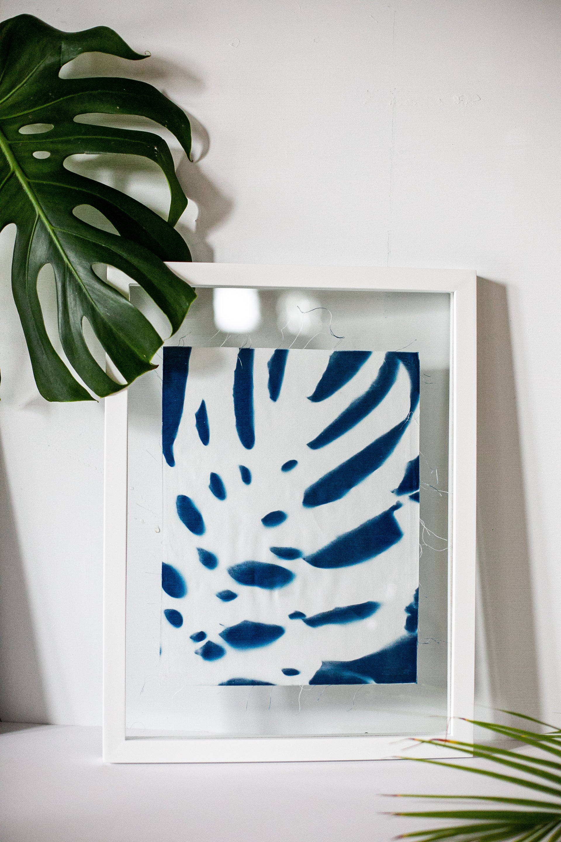 Prussian Blue Monstera