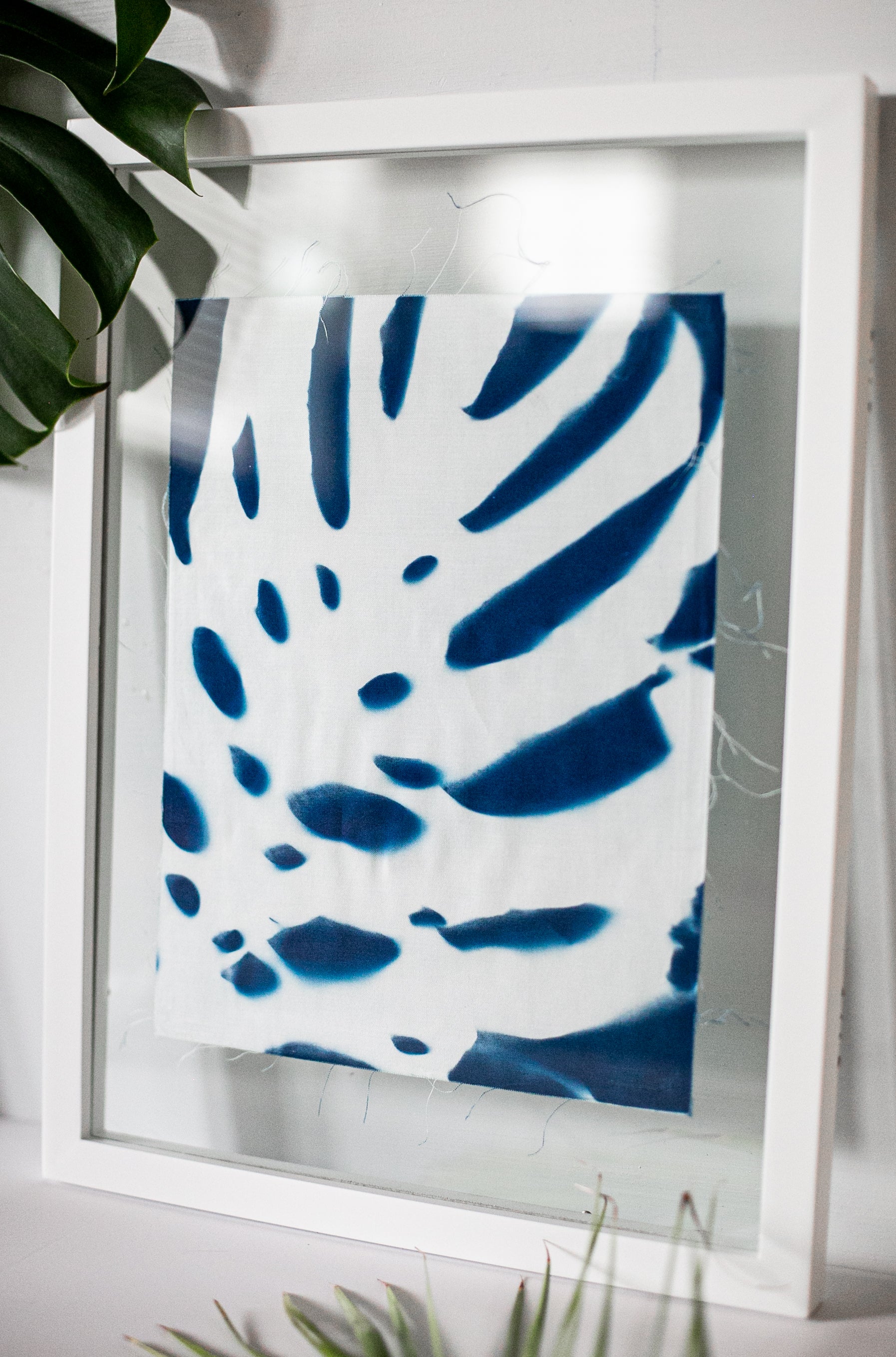 Prussian Blue Monstera