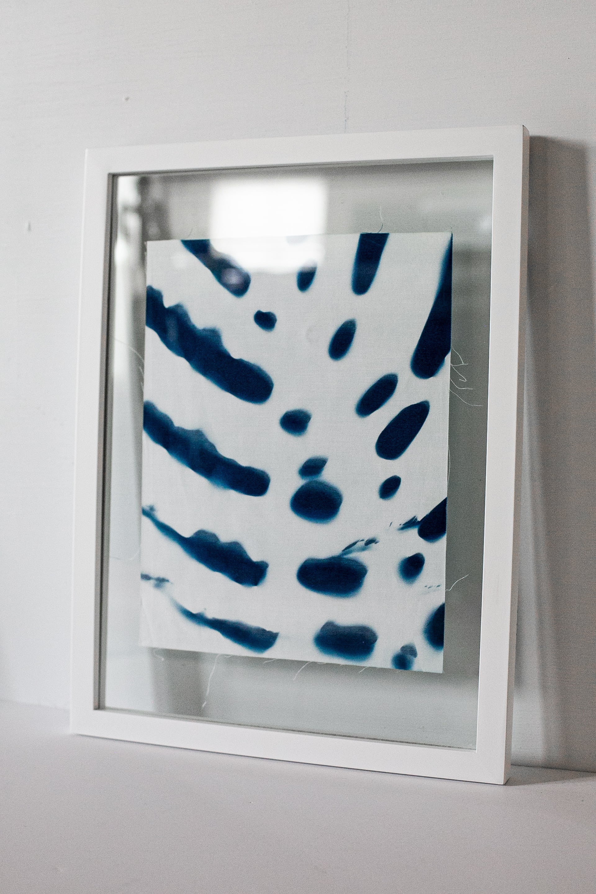 Prussian Blue Monstera