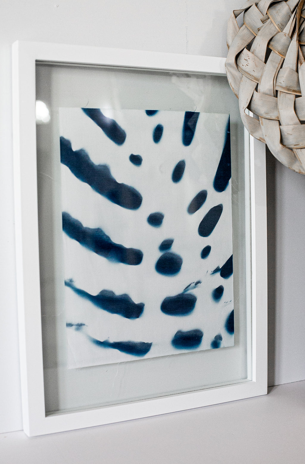 Prussian Blue Monstera