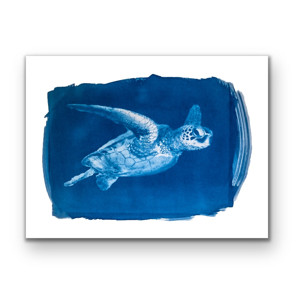 Blue Honu