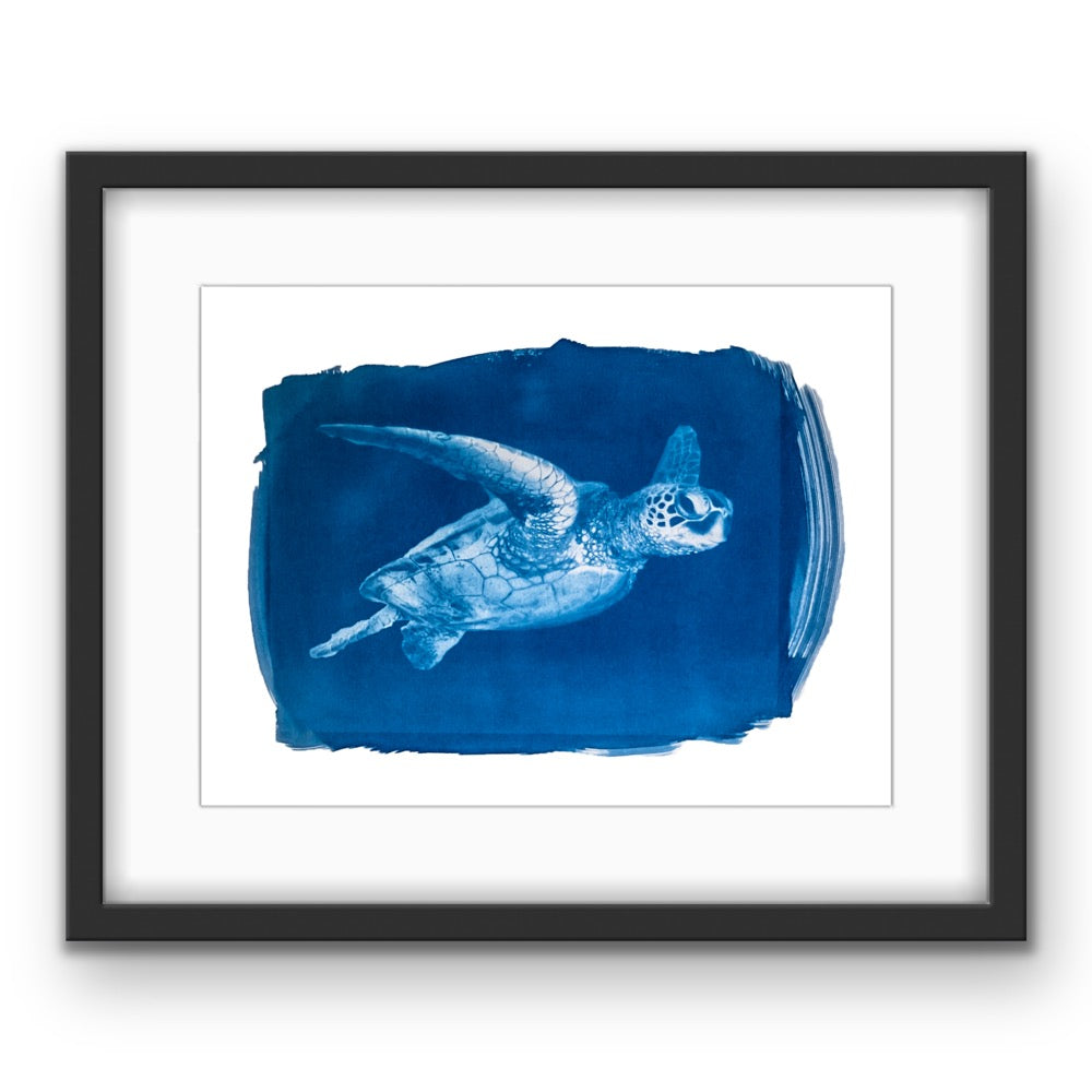 Blue Honu