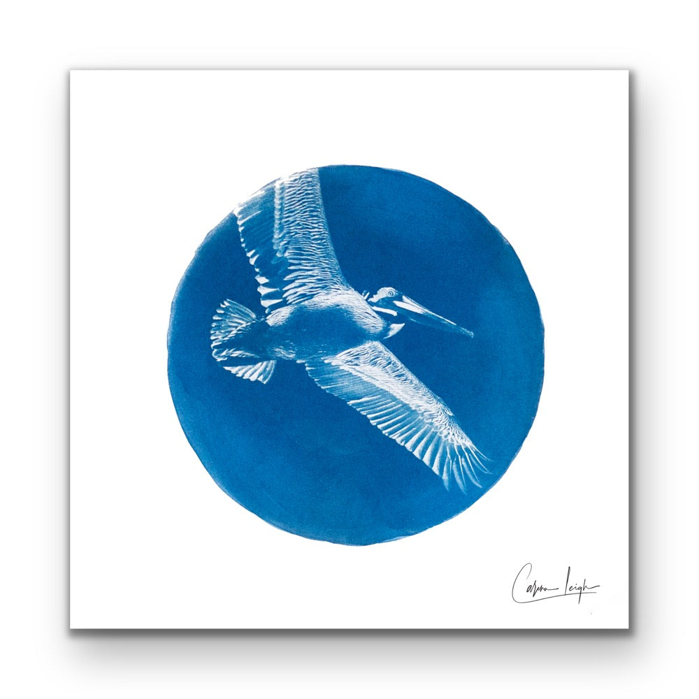 Flight of the Pelican - Telescope