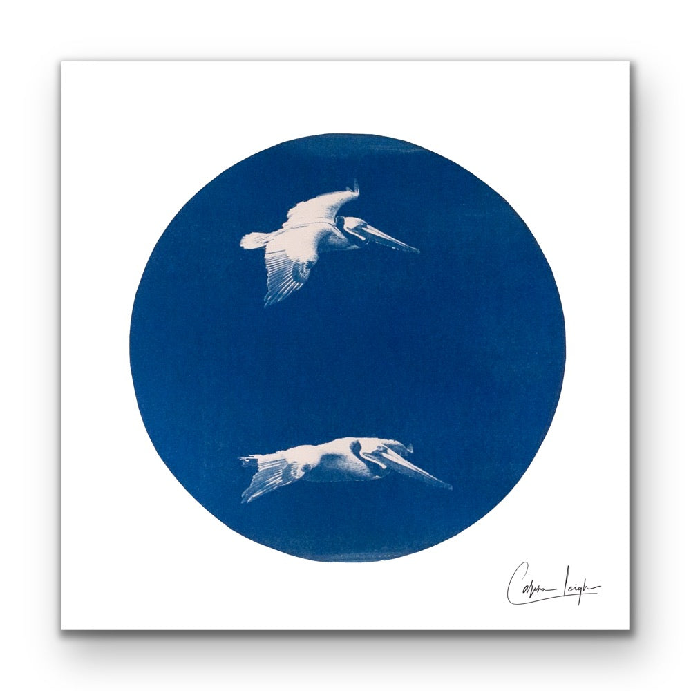 Pelican Duo - Telescope