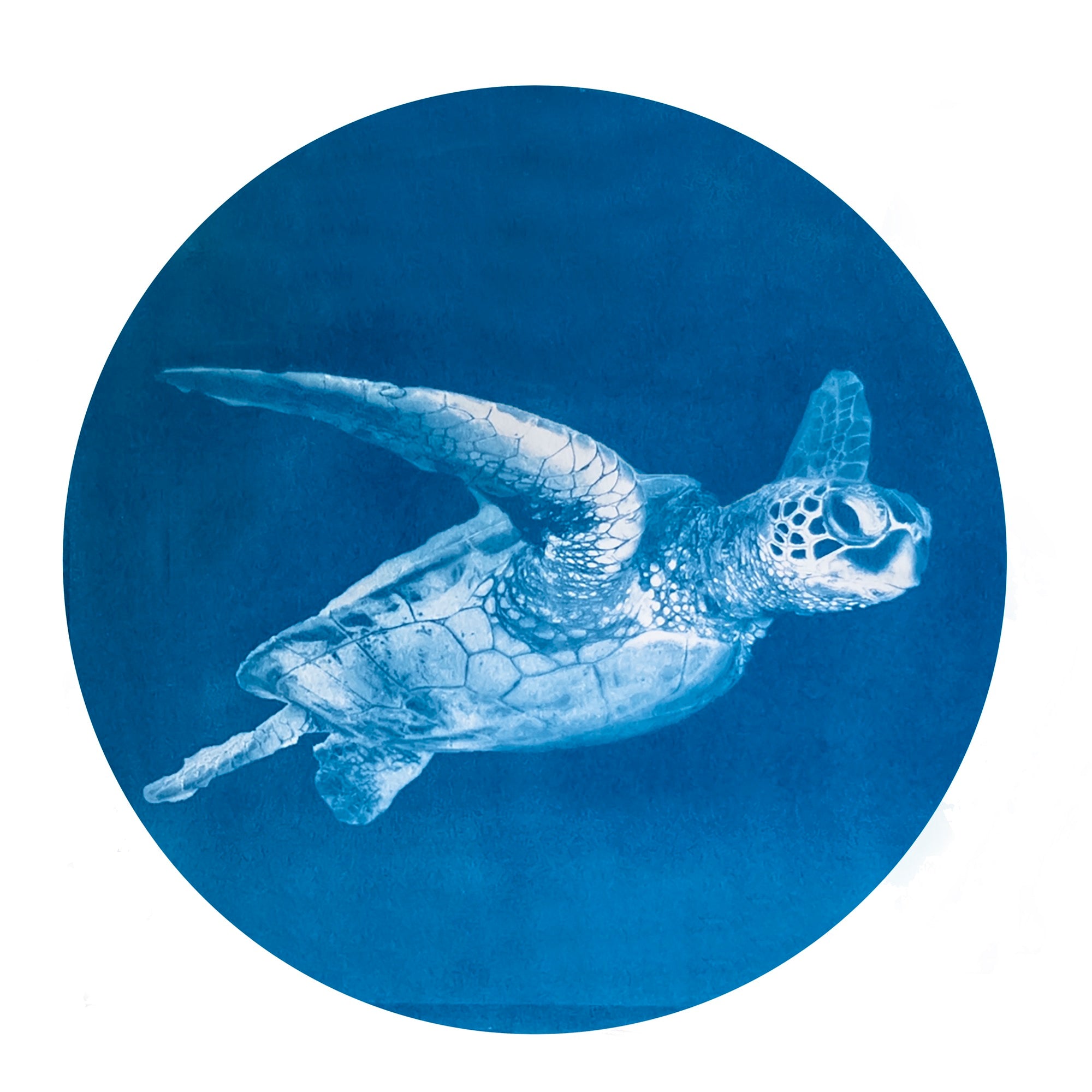 Blue Honu - Telescope