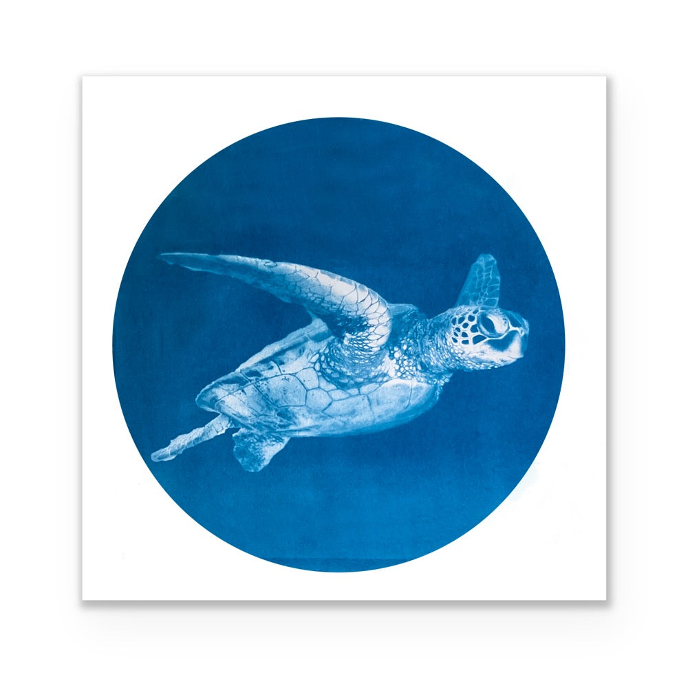 Blue Honu - Telescope