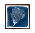 Blue Sea Fan