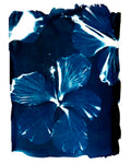 Hibiscus Blues