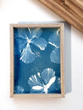 Hibiscus Ohana