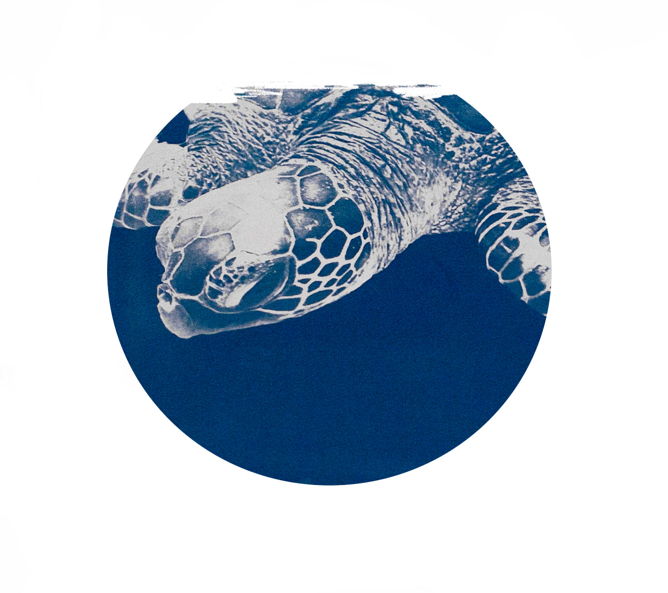 Baby Honu - Telescope